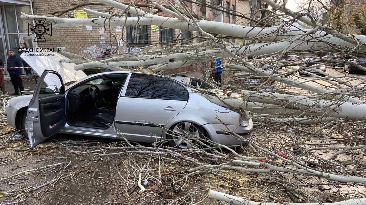 В Запорожье огромный тополь рухнул на припаркованные машины: одного человека  увезла Скорая помощь (фото, видео)