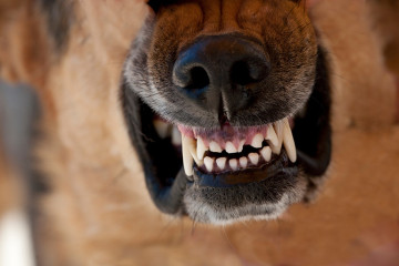 Подробиці нападу зграї собак на чоловіка в Запоріжжі, який був весь в крові й в тяжкому стані (фото)