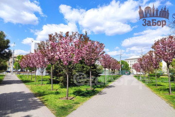 Алеї сакур у Запоріжжі: навігатор по красивим весняним локаціям для гарних фото