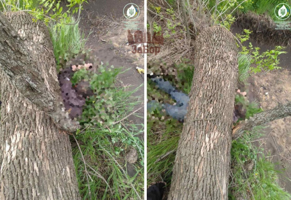 Під Запоріжжям чоловік незаконно спилював дерева, одне з них впало на нього та... вбило (фото)
