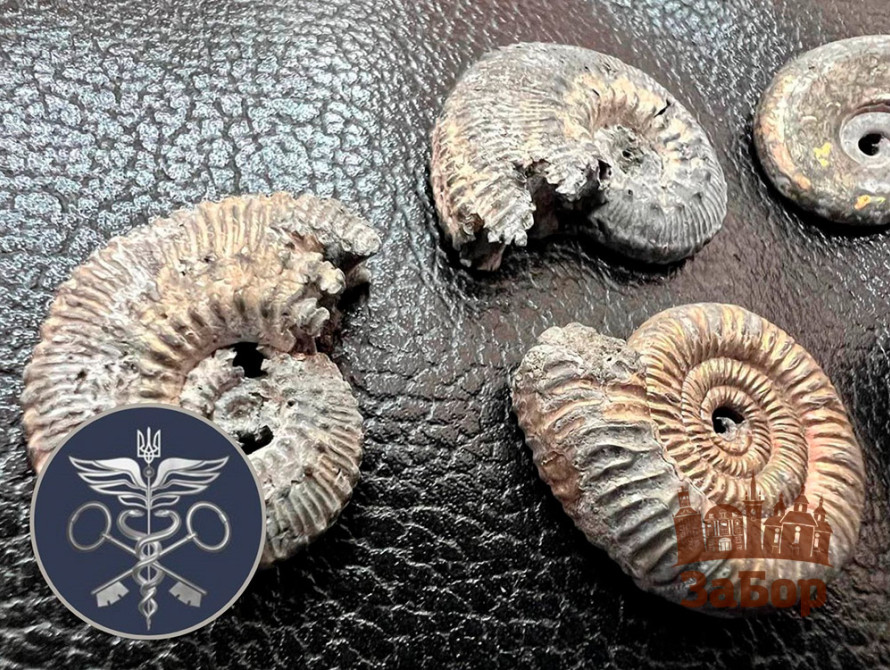 Митники затримали посилку із Запоріжжя зі скам’янілостями Юрського періоду