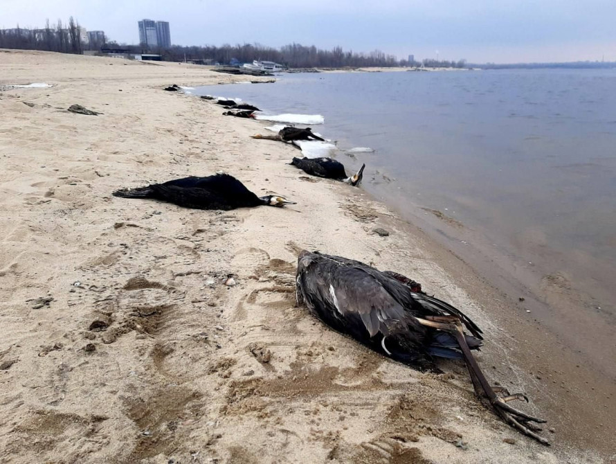 Загибель птахів на Набережній