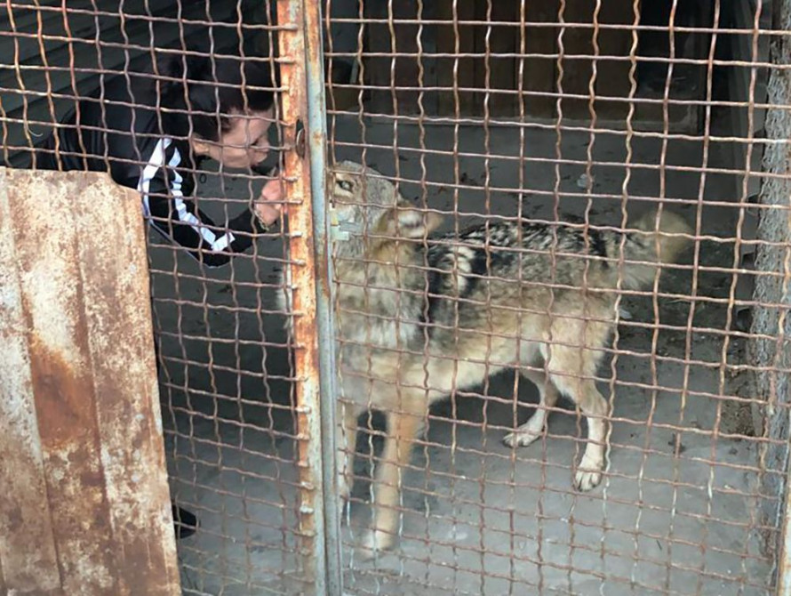 До зоопарку повернули вовка, котрий гуляв вулицями Запоріжжя