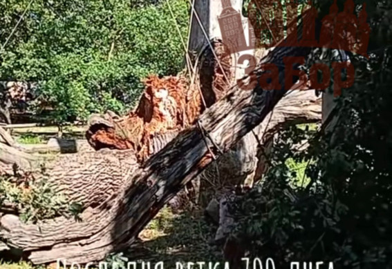 700-річний Запорізький дуб загинув: впала остання жива гілка (відео)