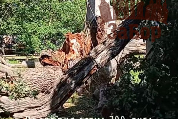700-річний Запорізький дуб загинув: впала остання жива гілка (відео)