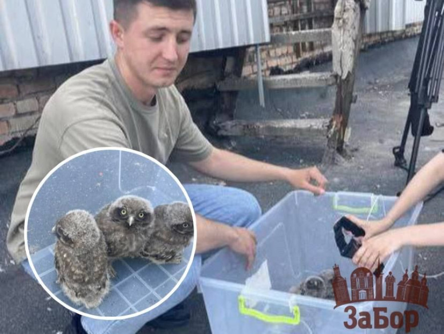 Врятовані у Палаці творчості совенята