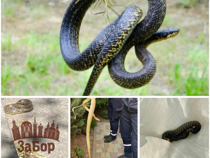 У Запоріжжі нашестя змій