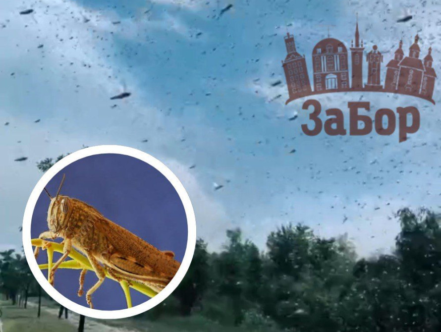 Комахи під нуль обгризають дерева