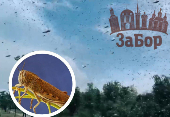 Нашестя сарани вже дісталося Олександрівського району Запоріжжя (відео)