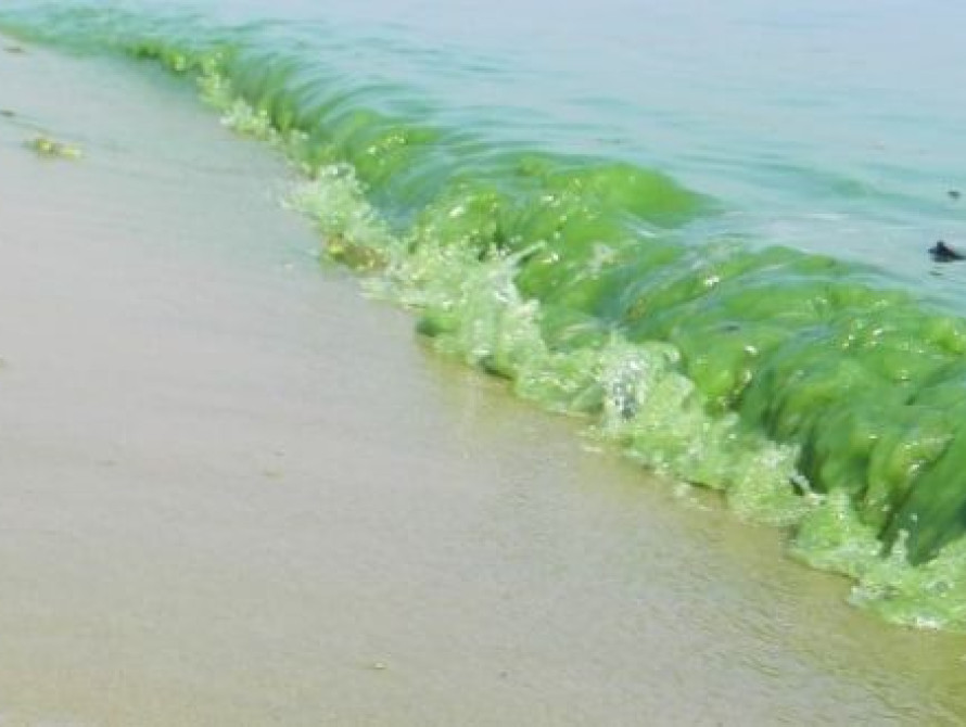 Зелена вода у Дніпрі