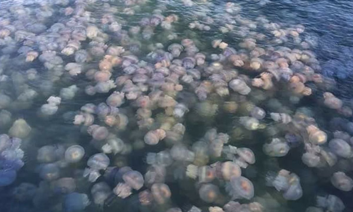 Медузы в Азовском море 2022