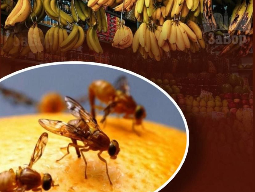 Муха-горбатка на фруктах