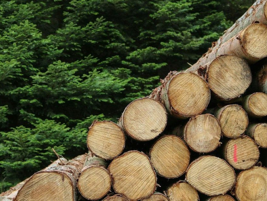 Під Запоріжжям невідомі вирубали дерев на 1,5 мільйони гривень