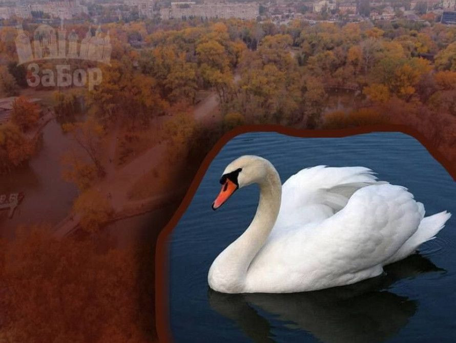 У Запоріжжі пропонують обрати імена лебедям