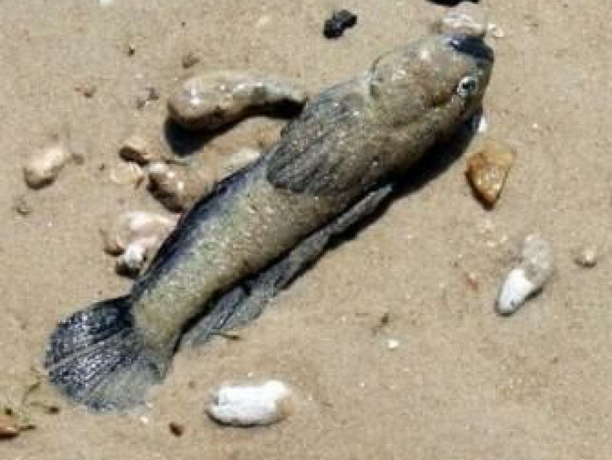 Запорожской области уже угрожает мор рыбы?