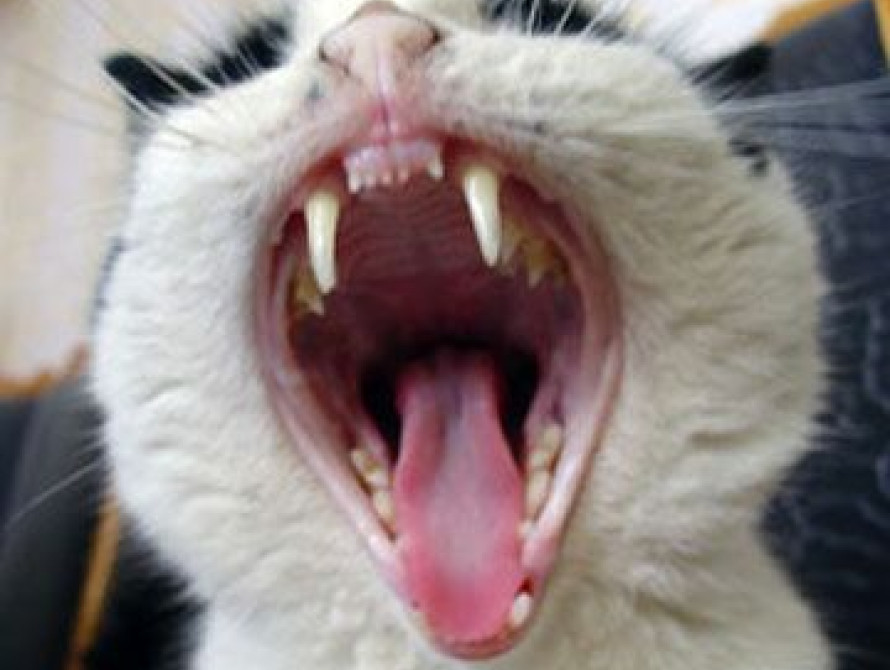 В Запорожье увеличилось количество "бешеных" животных