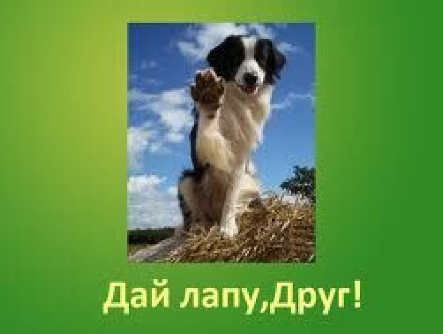 В Запорожье ради животных предалагют... полепить