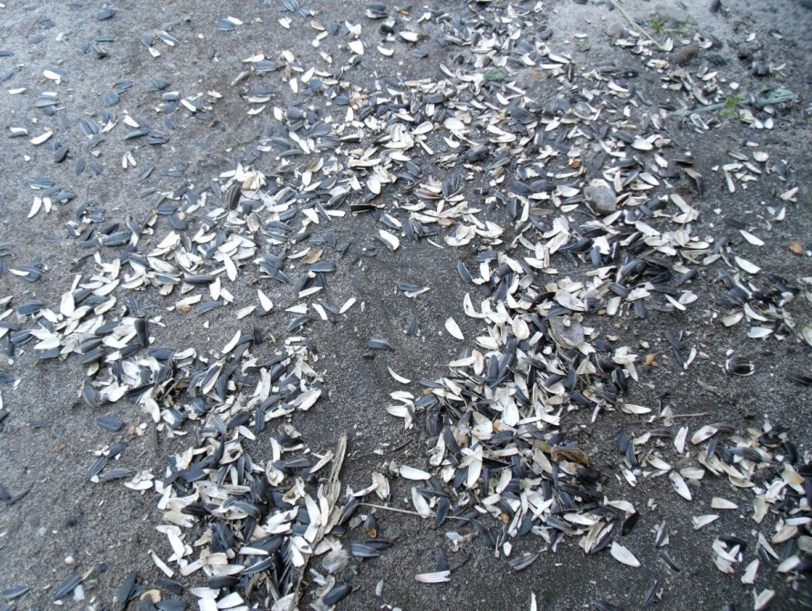 В Запорожье фаны переживали, матерились и мусорили