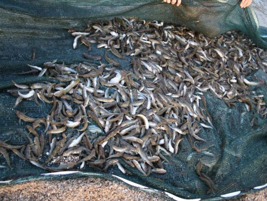В Запорожской области собрали 80 тонн мертвой рыбы