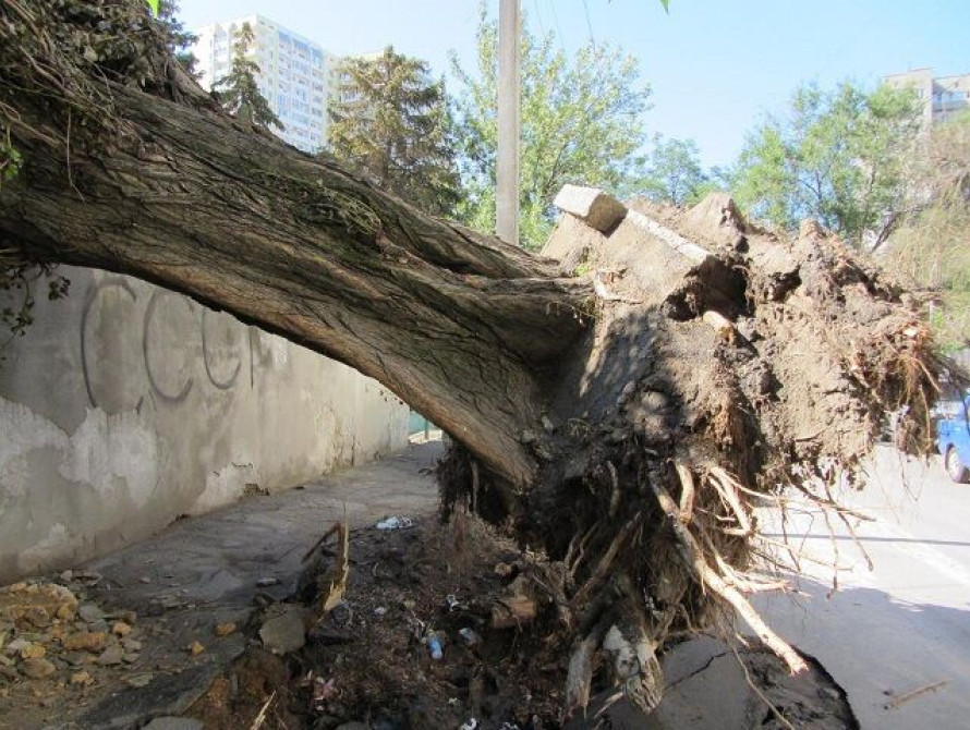 В Мелитополе упал огромный тополь и разбил две машины