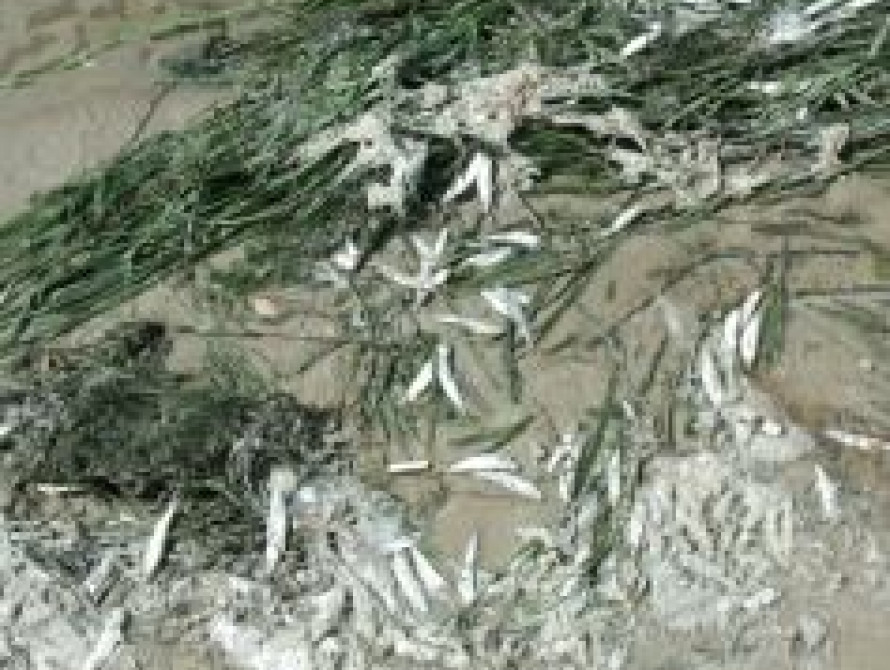 В СЭС не знают причину замора рыбы в Запорожье