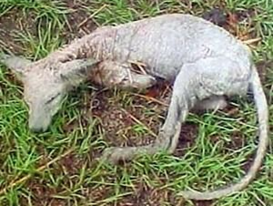 Под Запорожьем нашли чупакабру