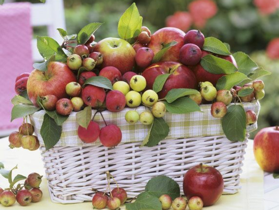 В Мелитополе открыли яблочный сезон