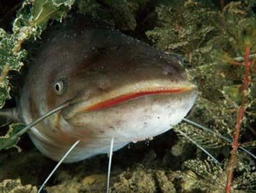 В Запорожской области незаконно выращивали канадских сомиков