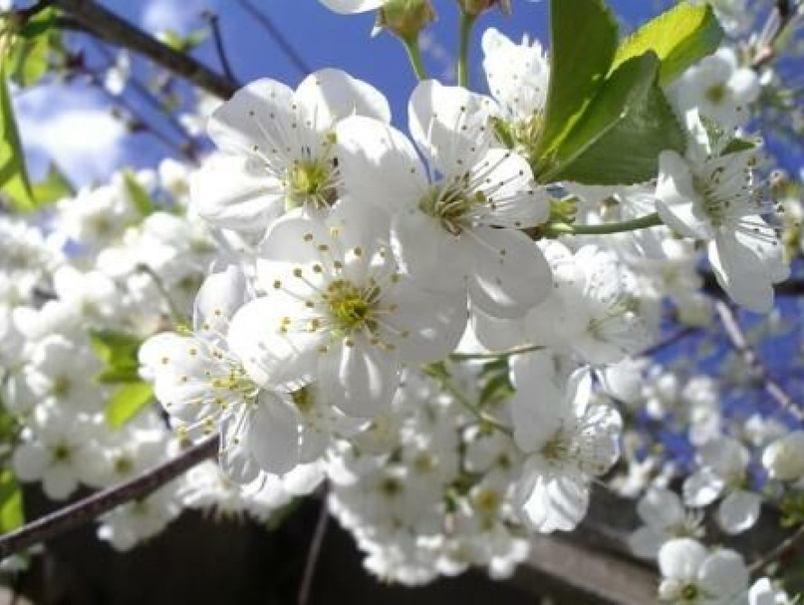 В Запорожье зацвела вишня