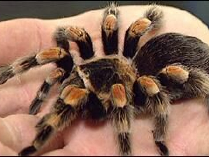 В Запорожской области плодятся тарантулы?