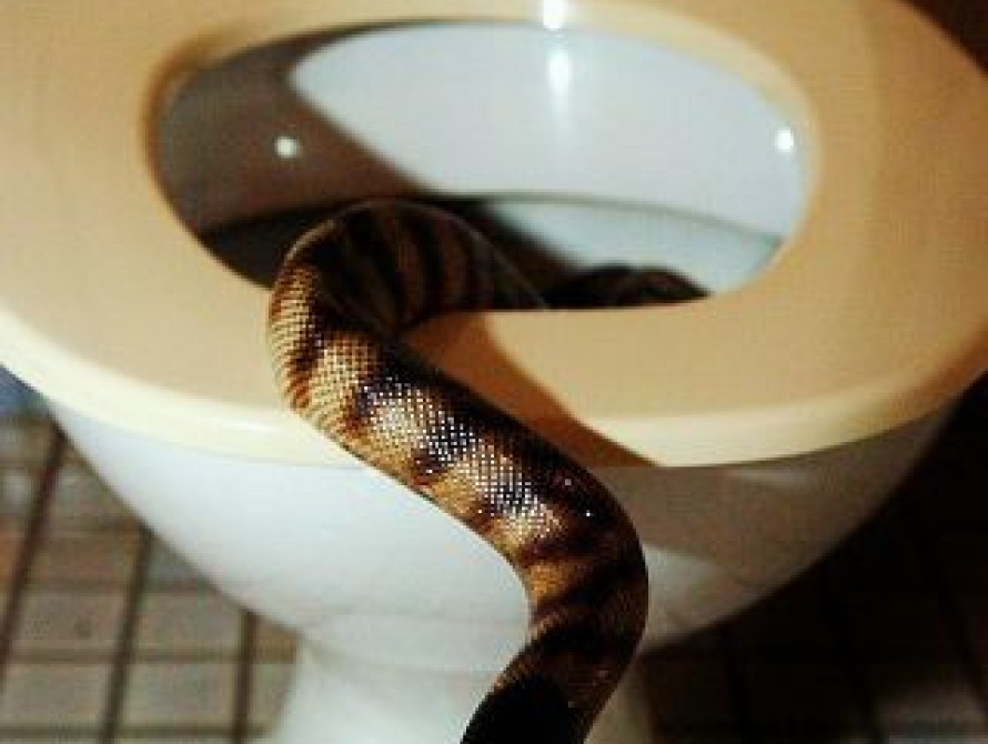 В туалете Запорожского "Дворца Пионеров" водятся змеи