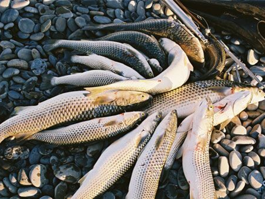 Бердянск на грани рыбного дефицита 