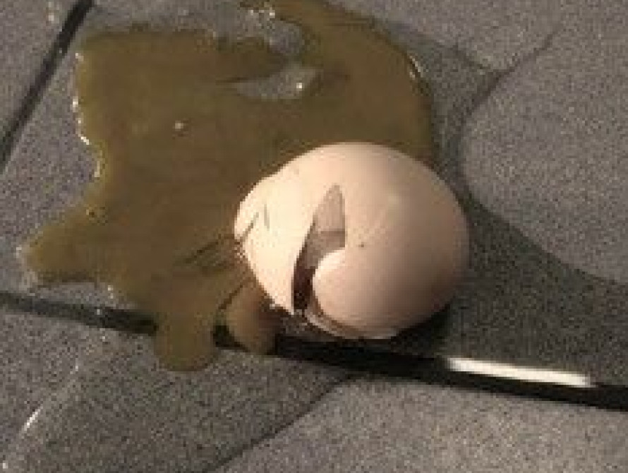 Милиция уверяет, что человека, бросившего яйцо в палатку Партии регионов в Запорожье, не арестовывали