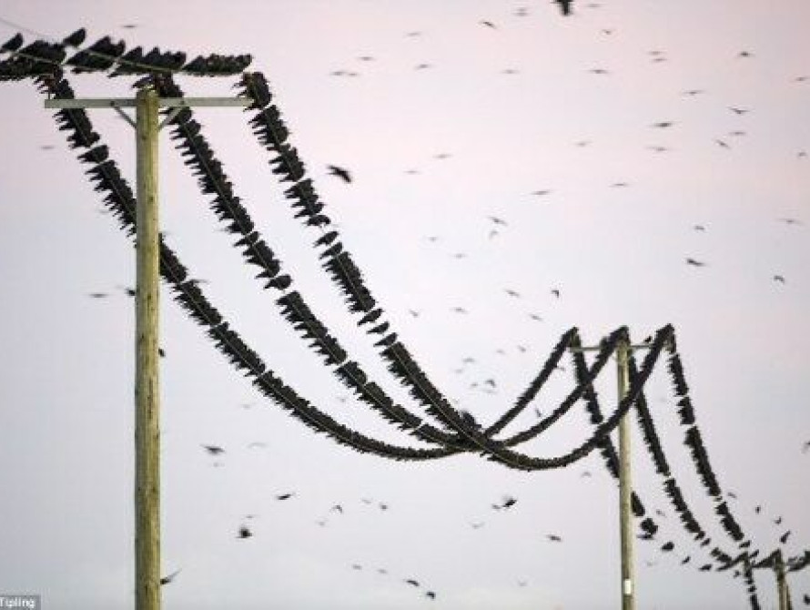 Бердянские скворцы угрожают линиям электропередач "России"