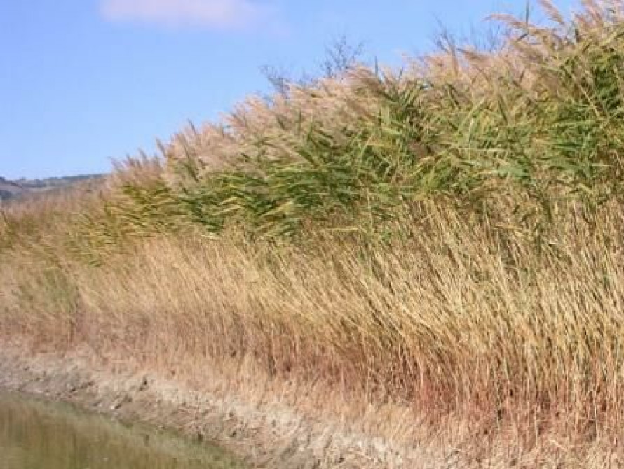 В Запорожье мужчина потерялся ... в камышах