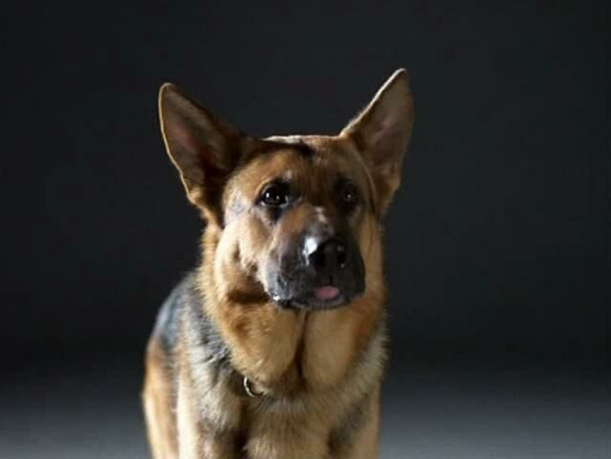 В Запорожской области появился свой комиссар Рекс