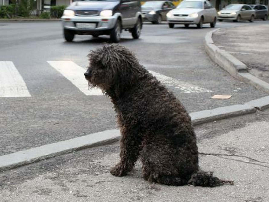 Бердянские правоохранители ищут водителя, сбившего собаку за 1000$
