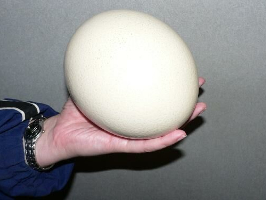 В Запорожской области яйцо может попасть в книгу рекордов Гинесса