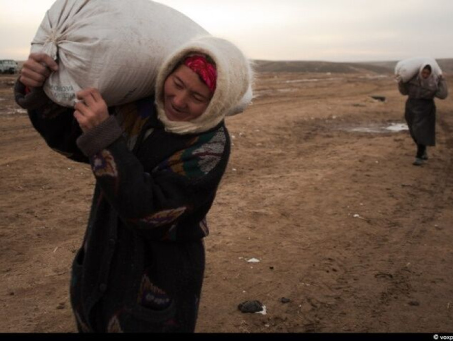 В Запорожской области женщина украла 300 кг семян