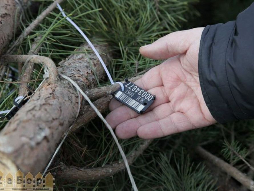 В Запорожье продают сосны из Чернобыля