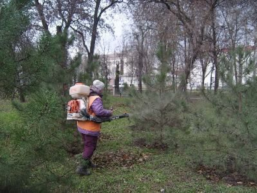 В Запорожье городские елки спасают от воров