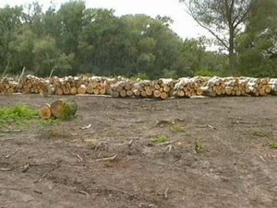 В Запорожской области за вырубку деревьев жителю села грозит до 3 лет тюрьмы