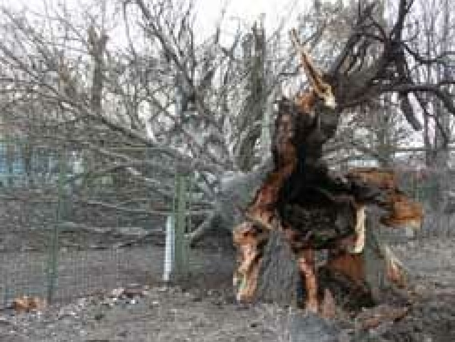 В Мелитополе 30-летний тополь упал на детскую площадку