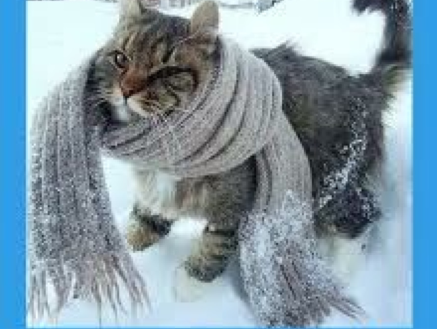 7 февраля в Запорожье: кадровые перестановки в ОГА, продажа завода Ахметова и финансовая неудача Никаса Сафронова