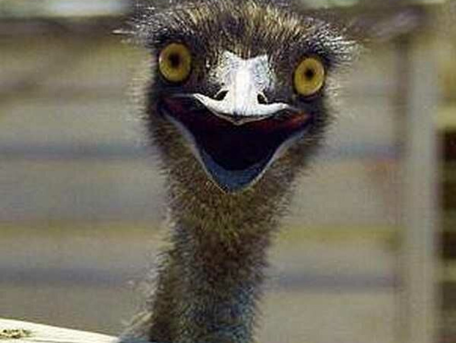 В Запорожье зоопарк на ДЖД пополнился новыми страусами