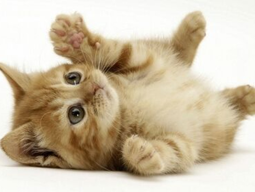 В Запорожье отпразднуют Всемирный день котов