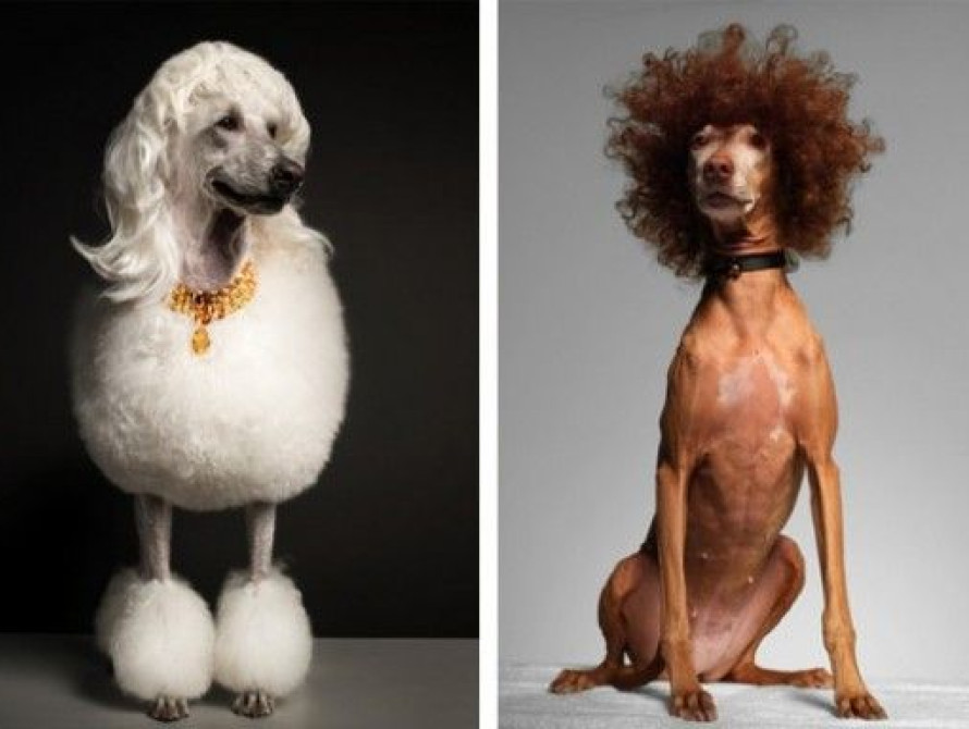 В Запорожье бездомным собакам делают модельные прически