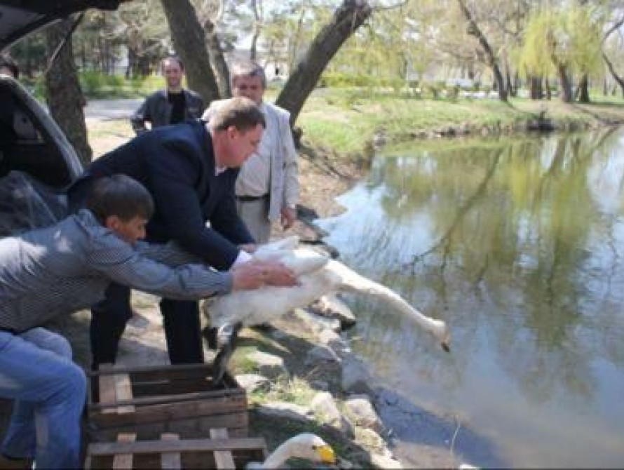 Заммэра Энергодара купил лебедей для парка
