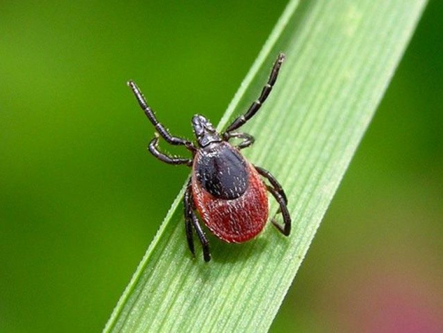 В Запорожской области клещи массово нападают на людей 