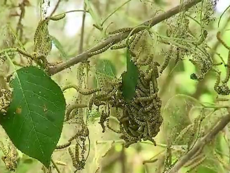 Бердянск атаковали… гусеницы  